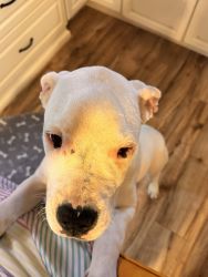 Dogo Argentino puppy on sell