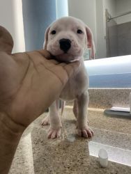 Dogo Argentino pups available