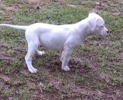 Dogo Argentino Puppies for Sale