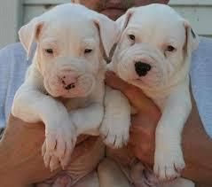 Lovel Dogo Argentino Puppies For Sale