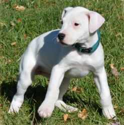 Beautiful Dogo Argentino puppies currently looking for their forever h