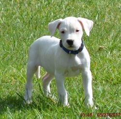 Gorgeous Dogo Argentino puppies For Sale