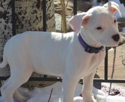 Beautiful Dogo Argentino puppies For Sale