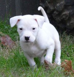 Full Blooded White Dogo Argentino Puppies