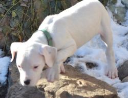 Top Class Dogo Argentino Puppies