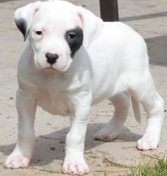 Beautiful White Female Dogo Argentino puppies