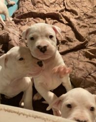 Dogo Argentino Puppies For Sale