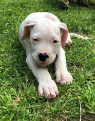 Affectionate Dogo Argentino Puppies For Sale