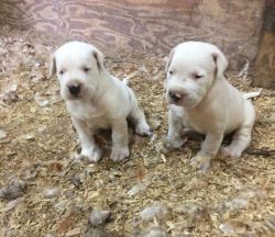 Available Dogo Argentino Puppies For Sale