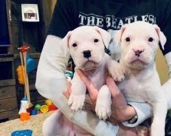 Awesome Dogo Argentino Puppies For Sale