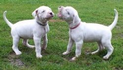Solid Dogo Argentino Pups For Sale