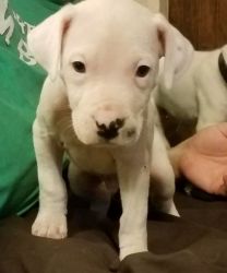 Pure Dogo Argentino Puppies Ready