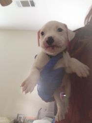 DOGO ARGENTINO PUPPIES FOR SALE