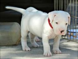 Akc Dogo Argentino Puppies For Sale