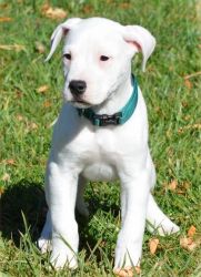 Beautiful Dogo Argentino Puppies For Sale