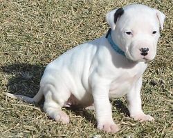 9 Weeks Old Dogo Argentino Puppies