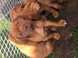 dogue de bordeaux puppies for sale