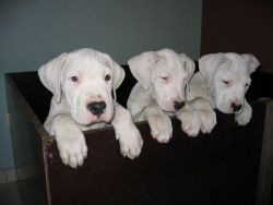 Dogo Argentino(excellent guard dog)pupies