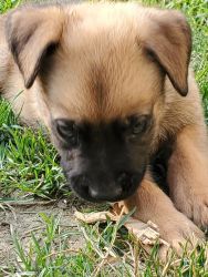 Panda German Shepherd and French mastiffPuppies looking for their fore