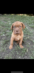 French mastiff puppies for sale!