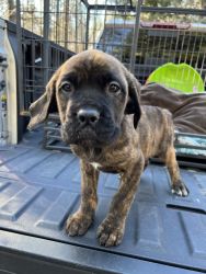 French Neopolitan mastiff puppies for sale