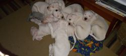 For sale akc dogo Argentino