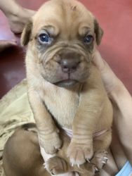 French Mastiff Puppies for Sale