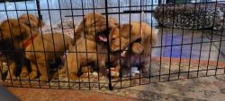 Turner and Hooch puppies for sell