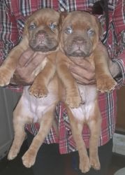 Loving, Affectionate First litter of French Mastiff