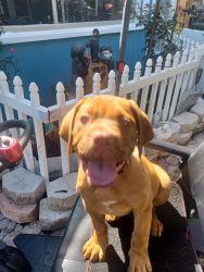 Beautiful french mastiff puppies (Dogue De Bordeaux) for sale red