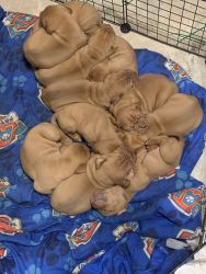 French Mastiff Puppies for Sale