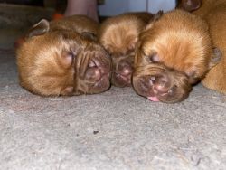 Registered Dogue De Bordeaux puppies
