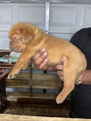 Registered French Mastiff pups ready Christmas!!!!!