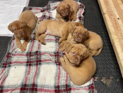 Ready to find out forever homes! Mastiff puppies