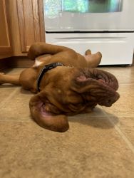 21 week old Bordeaux (French Mastiff) AKC and microchipped