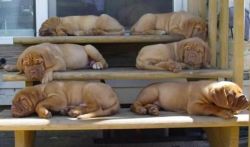 Douglas\'s Dogue de Bordeaux puppies