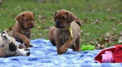 Dogue De Bordeaux Puppies Available