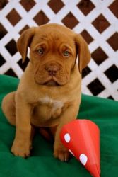 Dogues de Bordeaux puppies for sale