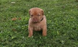 Akc Registered Dogue De Bordeaux Pups Available