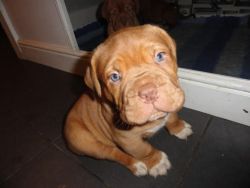 Stunning male and female Dogue De Bordeaux