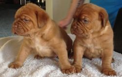 Dogue De Bordeaux Puppies Now Available