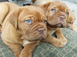 True Fantastic Red Dogue De Bordeaux Pups For Sale