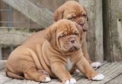 Dogue De Bordeaux Puppies For Sale