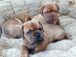* Dogue De Bordeaux Puppies Ready For New Home Now