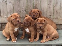 Beautiful Chunky Dogue De Bordeaux Pups For Sale