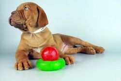 Dogue de Bordeaux Mastiff Puppies Available