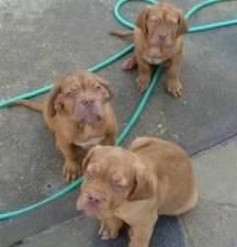 Lovely Dogue De Bordeaux Puppies For Sale
