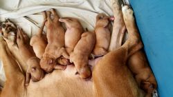 French mastiff puppies just born!!!!