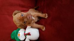 Adorable puppies ready for Christmas