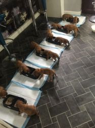 Adorable Dogue De Bordeaux Puppies